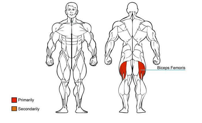 大腿外展三级片香蕉视频肌肉图